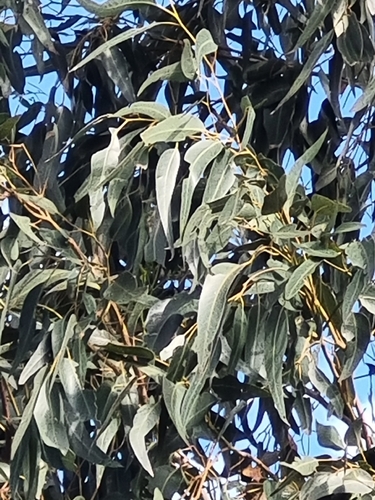 Eucalyptus gomphocephala observed 2026-09-27