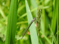 Coenagrion puella
