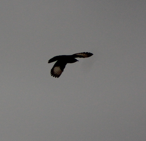 iNaturalist image
