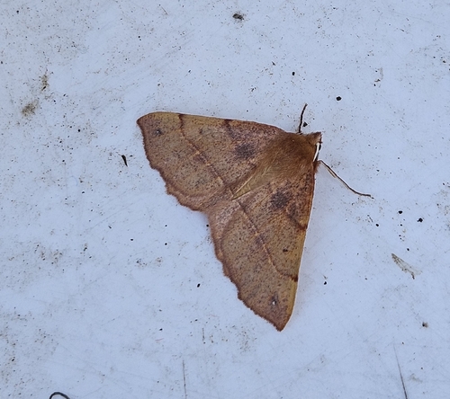 Feathered Thorn