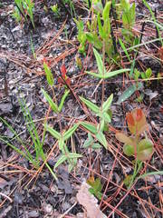 Lysimachia asperulifolia