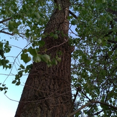 Trentepohlia umbrina