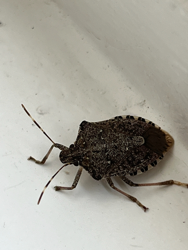 Brown Marmorated Stink Bug, Broekkant, Malden, Gelderland, NL, photo 8 of 10