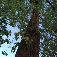 Trentepohlia umbrina