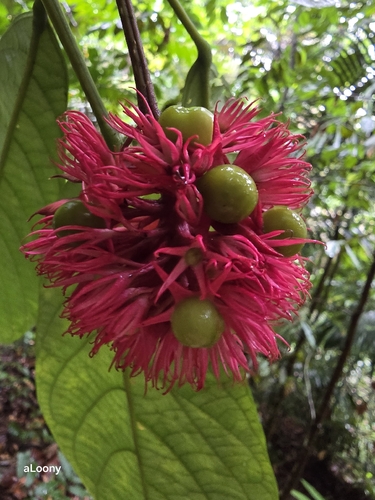 Nodding Witch's Tongue