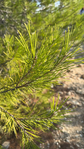 Aleppo pine