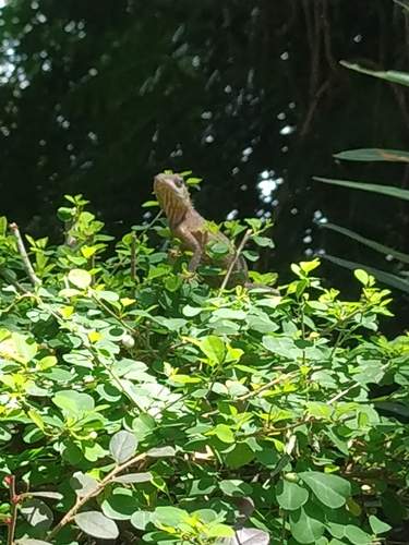 Indian Garden Lizard