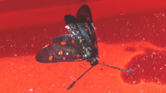 Zygaena lavandulae