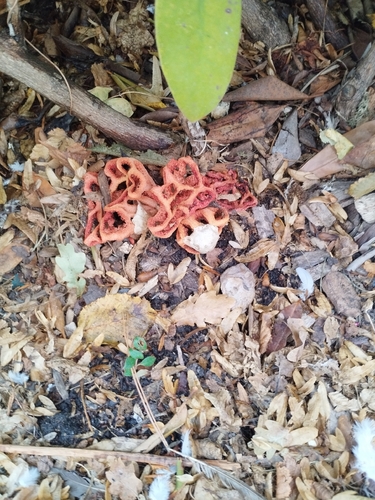 red-cage fungus