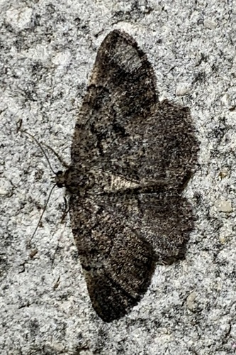 Selidosema taeniolaria