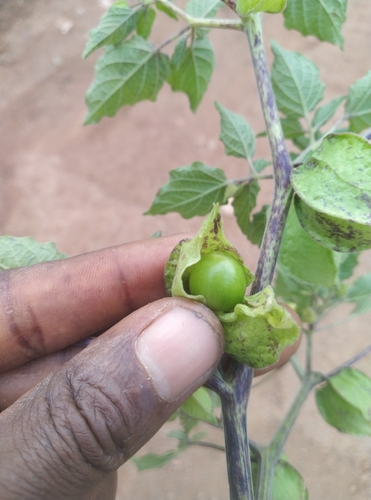 cutleaf groundcherry