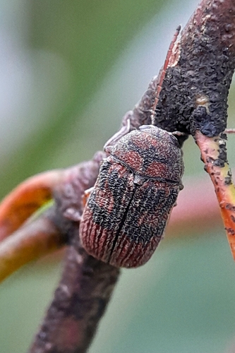Cadmus, 2026-09-27