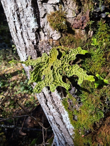 Tree Lungwort