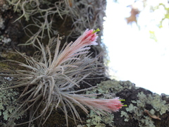 Tillandsia plumosa