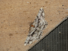 Peribatodes umbraria