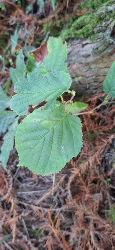 common hazel