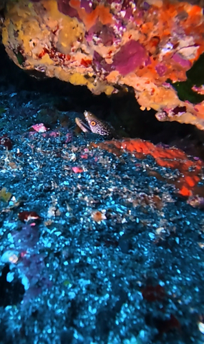 Gymnothorax eurostus observed 2026-09-27