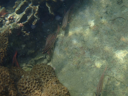 Ostorhinchus doederleini observed 2026-09-26