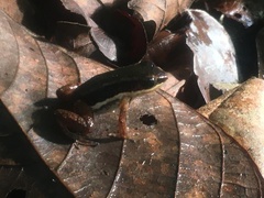 Dendrobatoidea
