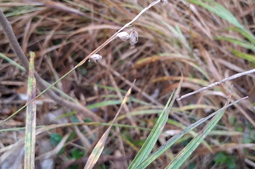 Melica nutans observed 2026-09-23