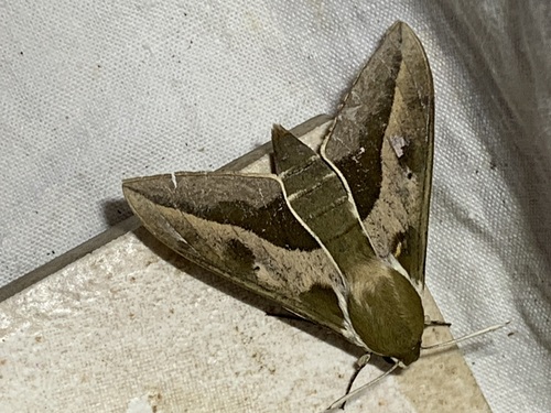 Leafy Spurge Hawkmoth
