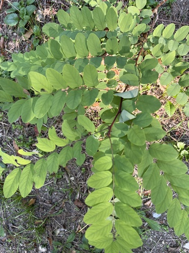 black locust