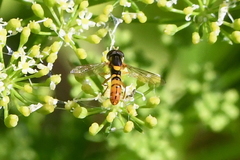 Sphaerophoria pyrrhina