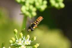 Sphaerophoria pyrrhina