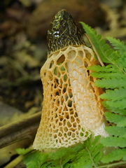 Phallus indusiatus