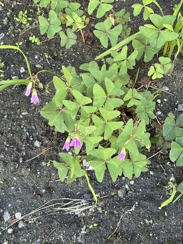 Garden pink-sorrel