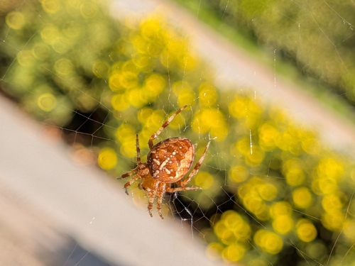Cross Orbweaver