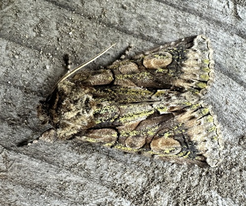 Green-brindled Crescent