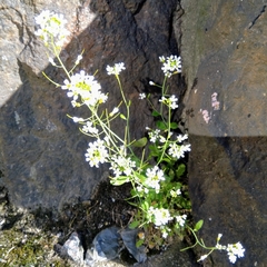 Arabidopsis suecica