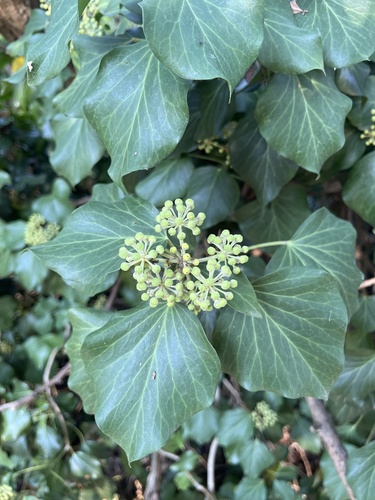 common ivy
