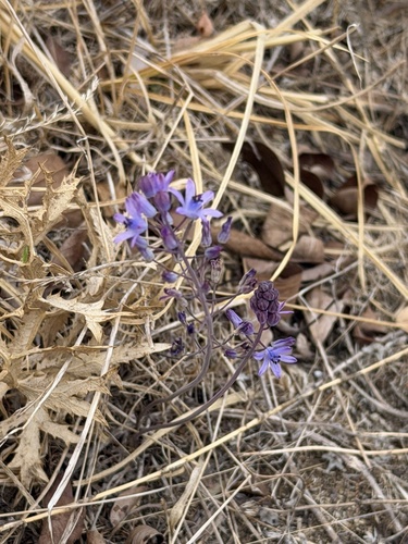 Autumn Squill