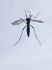 Ctenophorinae