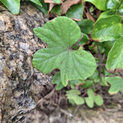 Ipomoea ficifolia, 2026-09-26