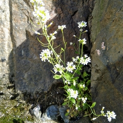Arabidopsis suecica