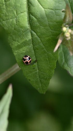 Propylea luteopustulata