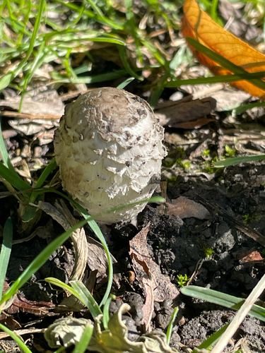 Shaggy Mane