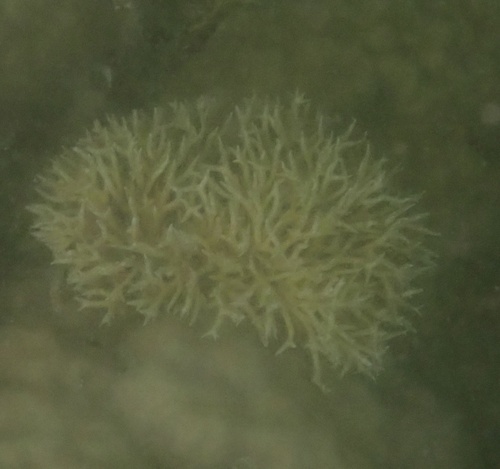 Seriatopora hystrix observed 2026-09-27