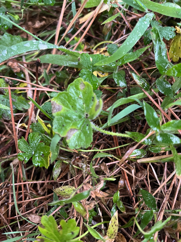 Hydrocotyle hirta, 2026-09-27