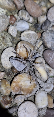 Northern Bear Spider