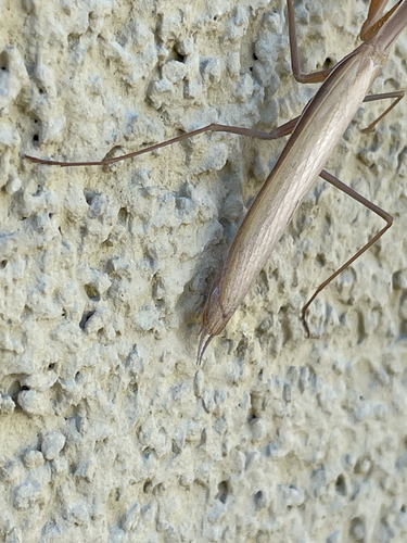 European Mantis