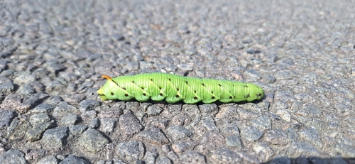 Convolvulus Hawkmoth