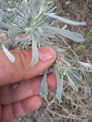 Artemisia tridentata tridentata