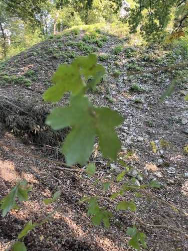field maple