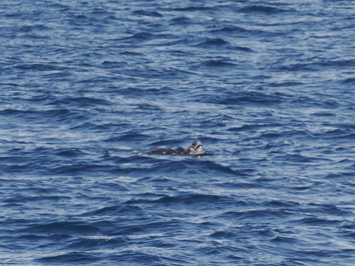 Dermochelys coriacea observed 2026-09-27