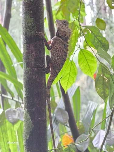 Bell's Anglehead Lizard