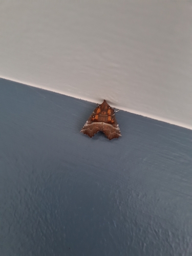 Herald Moth
